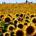 massive sea of sunflower in Grinter Sunflower Farms kansas