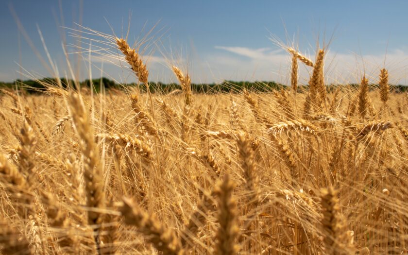 Wheat State in Winfield, Kansas