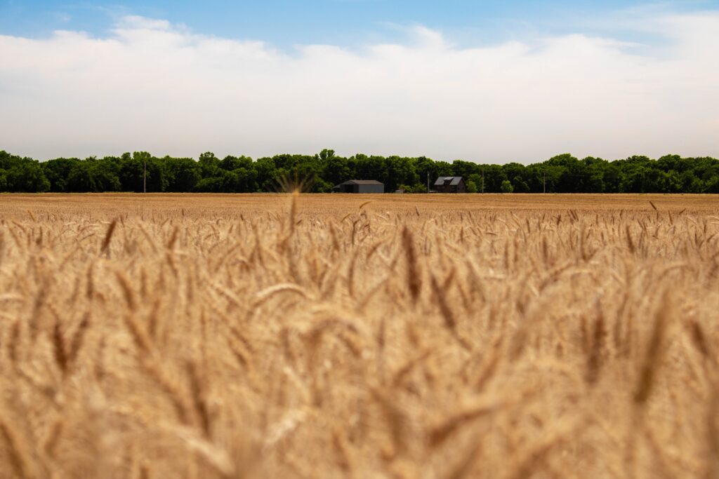 Wheat State in Winfield, Kansas