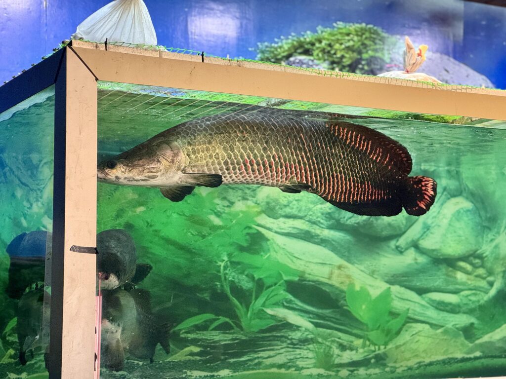 fish tank at Benz Celebrity Wax Museum